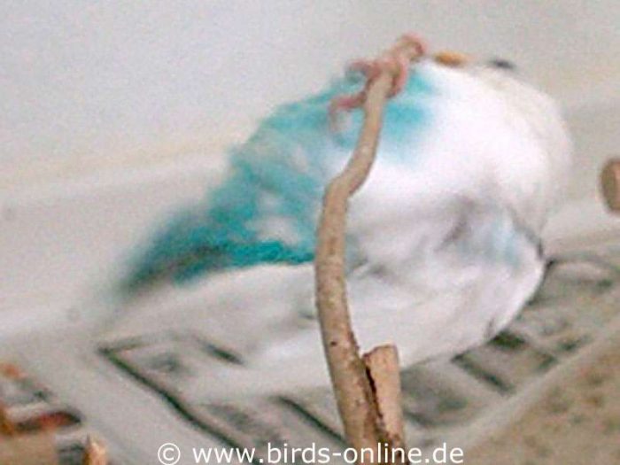 Viel zu schnell für die Kamera bewegt sich Himalia Hernandez-Lopéz beim Astturnen.