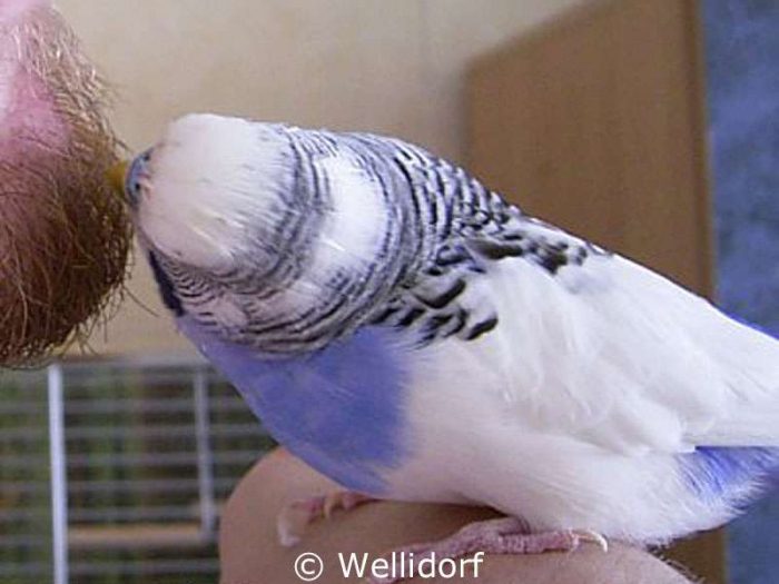 Eine weitere Sportart, in der Flummi antritt, ist das Barthaarezupfen.