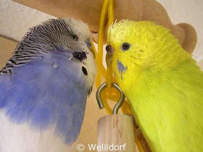 Flummi und Joy Jónsdóttir duellieren sich in der Disziplin Ernstbleiben.