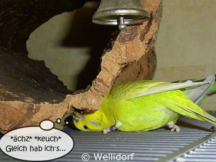 Joy Jónsdóttir ist eine Frau vieler Talente und beherrscht auch das Korkröhren-Heben.