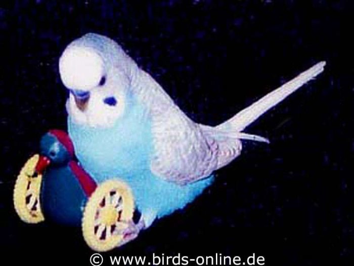 Orion Ornello schafft es immer am schnellsten, den Spielzeugpinguin anzuschieben.