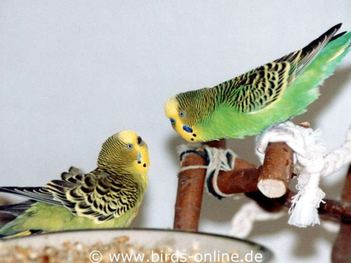 Schau mir in die Augen, Kleines! - Rudi und die schüchterne Icarus.