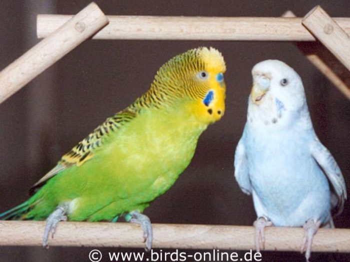 Oh Baby, du bist so schön! - Rudi und die acht Jahre ältere Eule