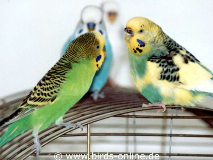 Hallo, holde Maid! - Rudi und Sirius. Übrigens hatte er auch etwas mit ihrer Schwester ...