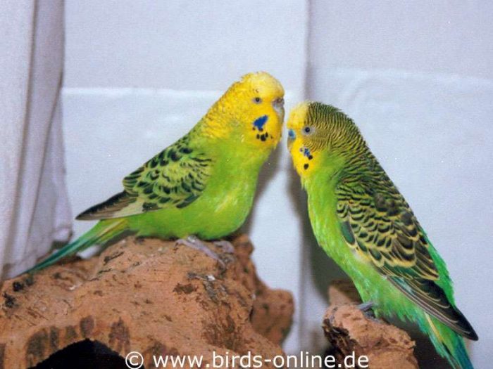 Liebes, du bist genauso grün wie ich! - Rudi (rechts) und die Ferien-Gastdame Pepi.