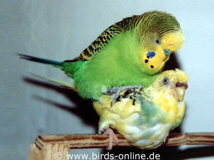 Kein Kommentar - Rudi und Vesta. Wer genau hinschaut, erkennt die Ähnlichkeit zu ihrer Schwester Sirius.