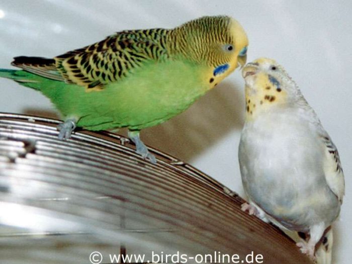 Küss mich, mein Schatz! - Rudi und Rana. Pikant daran war: Sie war Sirius' Tochter!