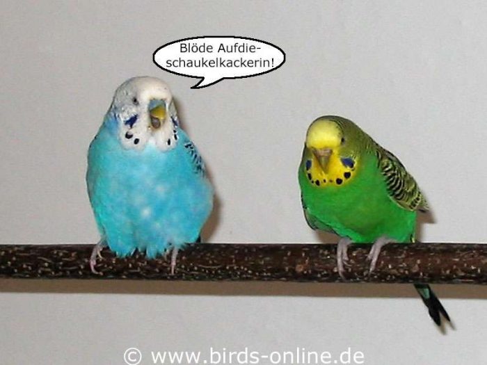 Blöde Aufdieschaukelkackerin!