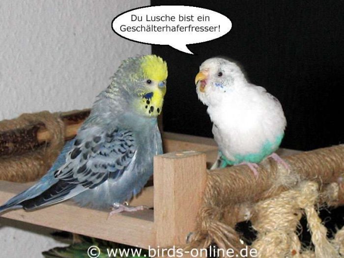 Du Lusche bist ein Geschälterhaferfresser!