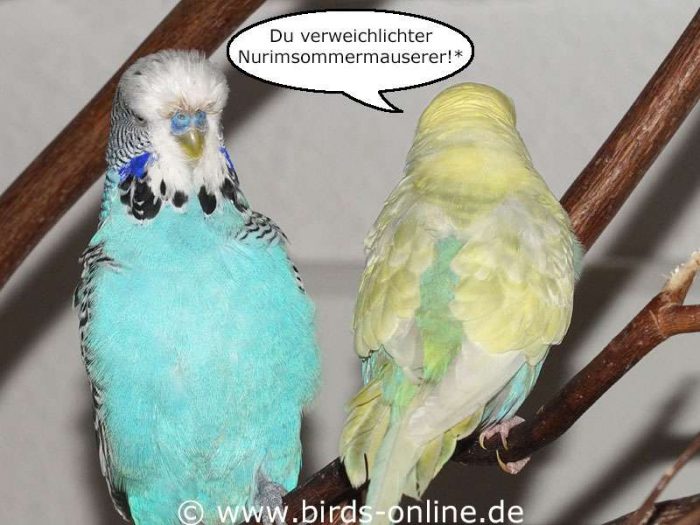 Du verweichlichter Nurimsommermauserer!