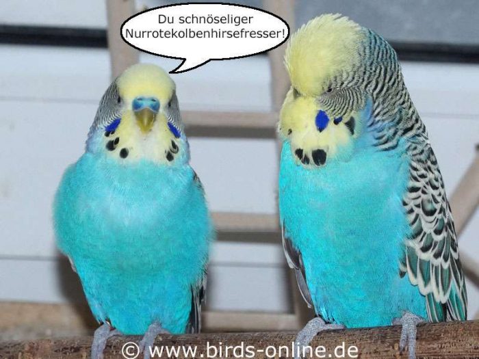 Du schnöseliger Nurrotekolbenhirsefresser!