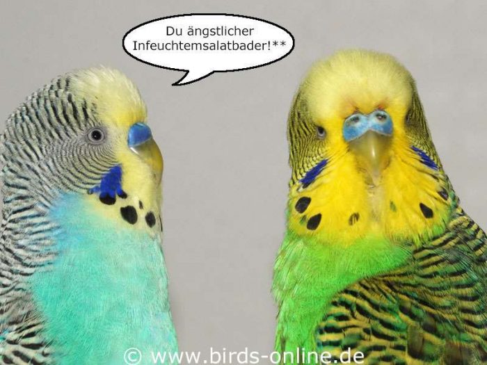 Du ängstlicher Infeuchtemsalatbader!