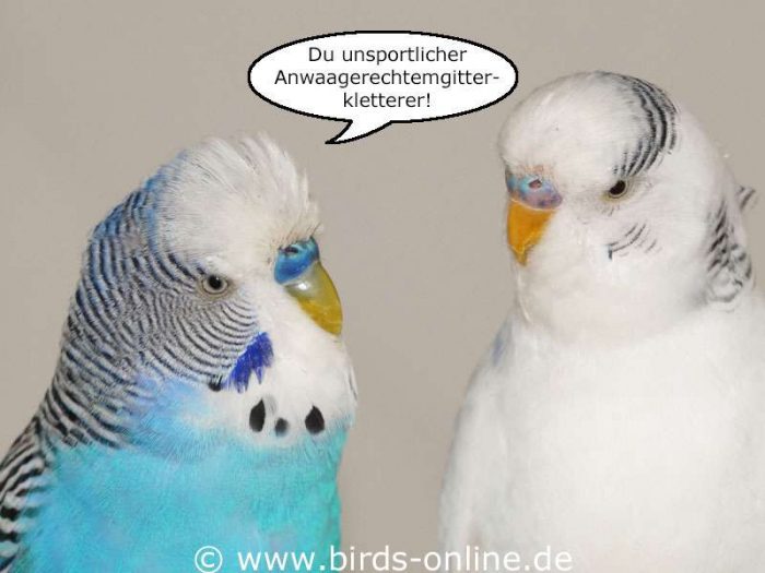 Du unsportlicher Anwaagerechtemgitterkletterer!