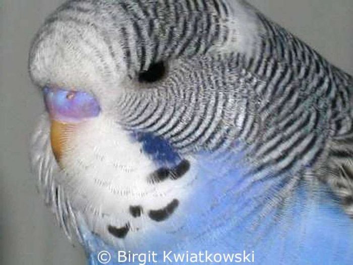 Theo als jugendlicher Welllensittich – von seiner einstigen Schnabelverletzung ist nichts mehr zu sehen