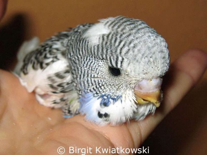 Vorsichtig wurde Theos schief wachsender Oberschnabel noch während seiner Nestlingszeit nach und nach in Form gebracht