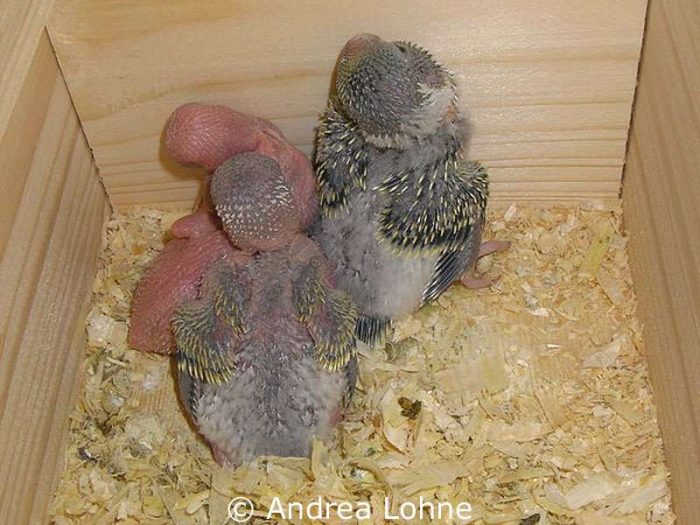 Drei Küken im Nistkasten