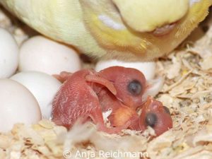 Nach der Schlupfhilfe gehören junge Wellensittiche sofort zurück ins Nest zur Mutter.