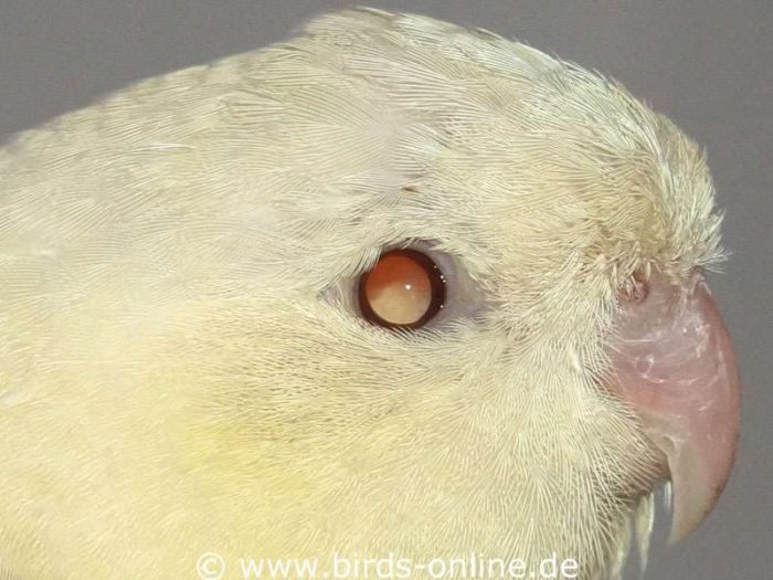 Durch einen schweren Unfall hat sich die Netzhaut dieses Vogels abgelöst, der Katharinasittich ist vollständig blind und zeigt bei Blitzlichteinfall ins Auge extreme Lichtreflexe