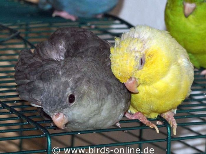 Sichtlich in die Jahre gekommen: Marisol und Smoky am 10. Oktober 2018