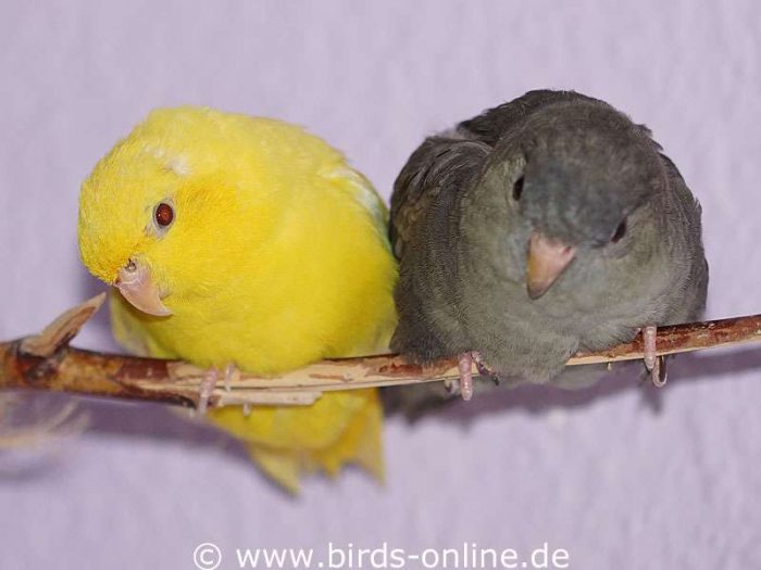 Am 29. April 2015 waren Marisol und Smoky noch immer ein Paar