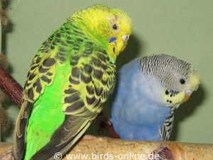 Aditi (links) und Chandra waren die beiden Weibchen aus Berlin, auch sie fühlten sich in meinem Vogelzimmer wohl.