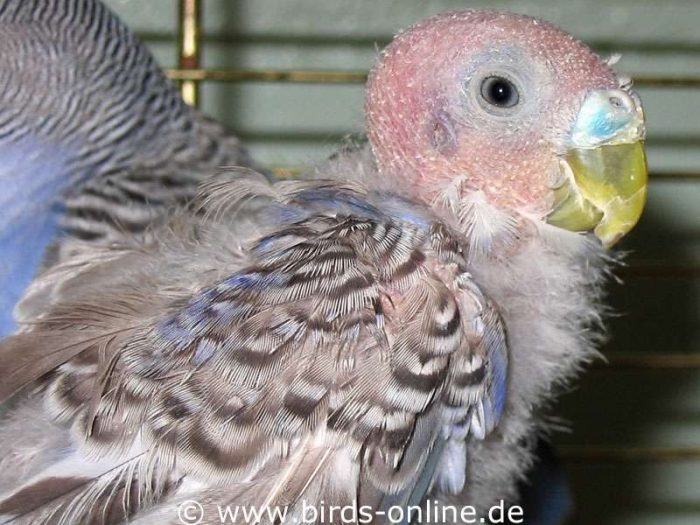 Vogeldame Nr. 24 hat sich von ihrer Kokken-Infektion erholt