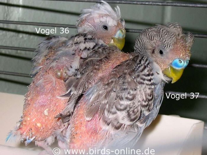 Machen alles gemeinsam: Vogel 36 und Vogel 37