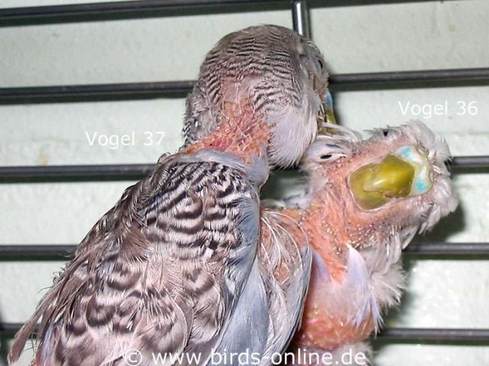 Im Chaos haben diese beiden Handicap-Wellis ihre große Liebe gefunden