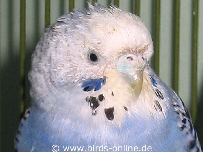 Vogel 38 litt unter schwerem Erbrechen, ist jetzt aber auf dem Wege der Besserung
