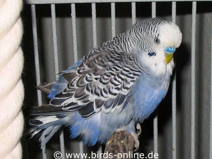 Bernhard an seinem Lieblingsplatz im neuen Zuhause