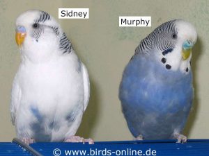 Murphy (rechts) mit Sidney, einem seiner vielen neuen Schwarmgefährten