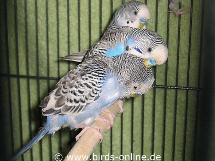 Struppi krault seinen Freund Ricky