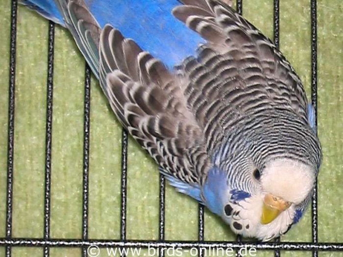 Was guckst du?! – Chen ist vorwitzig und neugierig