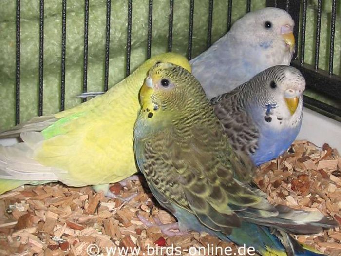 Die vier Velberter Hennen – lange währte der Umzugsschreck nicht und sie begannen, ihre Voliere neugierig zu erkunden