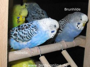 Isobella und Brunhilde wurden von mir aufgenommen und fühlen sich im großen Vogelzimmer sehr wohl