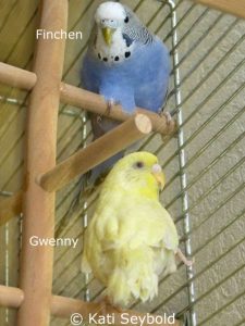 Finchen und Gwenny im neuen Zuhause