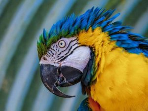 Wenn ein größerer fehlgeprägter Papagei Angriffe auf einen Menschen startet, kann der Schnabel erhebliche Verletzungen verursachen. © Couleur/Pixabay