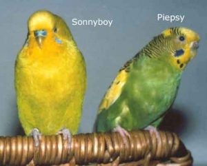 Jubiläumswellensittich Sonnyboy (links) mit Piepsy