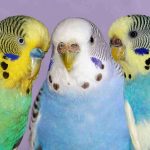 Wellensittichnamenstatistik