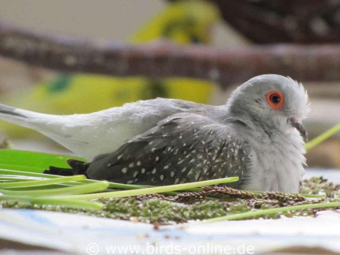 Während andere gern wilde Hirse fraßen, machte es sich Pari oft darauf bequem