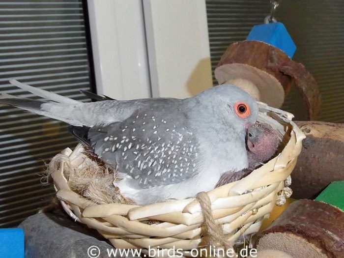 Pari im Nest mit ihrer erst wenige Tage alten Tochter Pema