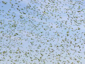 Flying budgies in Australia, © Ben Cordia