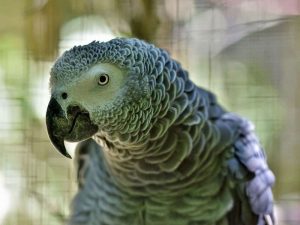 Wer während eines Vogelgrippeausbruchs einen neuen Vogel kaufen möchte, sollte sich für ein Tier entscheiden, das zuvor nicht unter unklaren Umständen weit transportiert worden ist. © Capri23auto/Pixabay