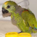 Papageienbabys und -kindergarten