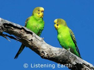Two budgies perched on a branch.