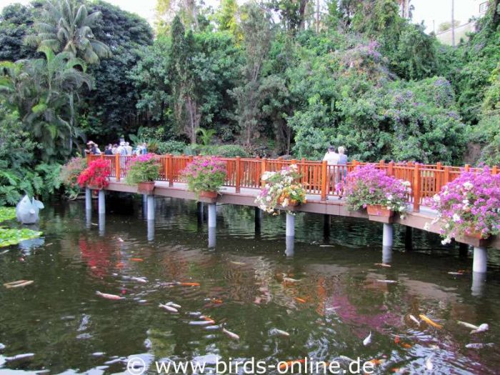 Mit Blumen geschmückte Brücke am Koi-Karpfenteich