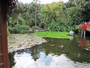 Blick über den Teich mit seinen Koi-Karpen und Seerosen.