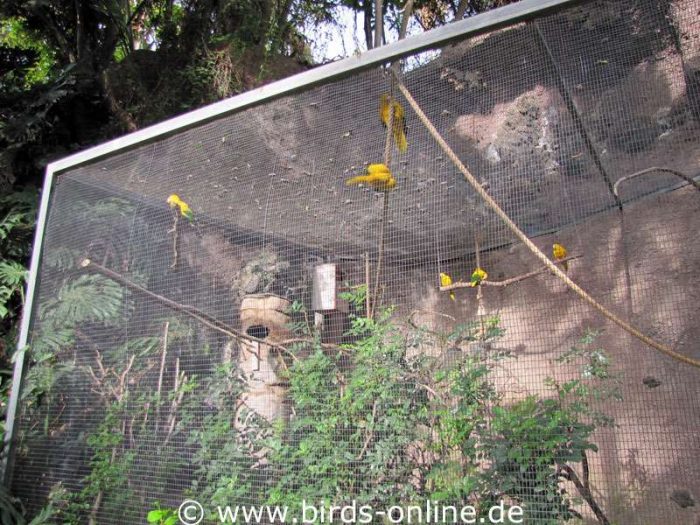 Eine Voliere voller Sonnensittiche