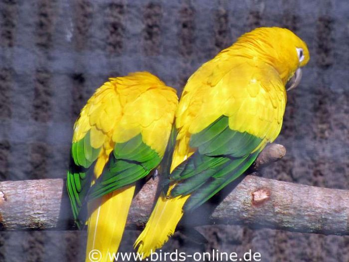 Zwei Sonnensittiche im Loro Parque