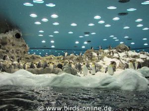 Vier Pinguinarten teilen sich den kühlen Lebensraum im Planet Penguin.